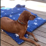 Home Owner wanting sitter in Melbourne, Victoria