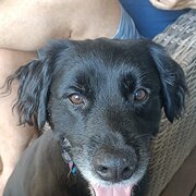 Home Owner wanting sitter in Brisbane, Queensland