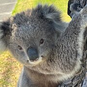 Home Owner wanting sitter in Warrnambool, Victoria