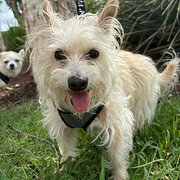 Home Owner wanting sitter in Brisbane , Queensland