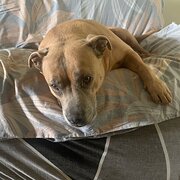 Home Owner wanting sitter in Bundaberg, Queensland