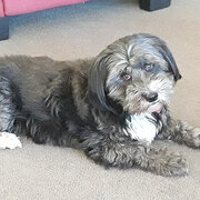 Home Owner wanting sitter in Ballarat, Victoria