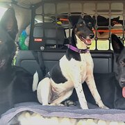 Home Owner wanting sitter in Yamanto, Queensland