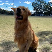 Home Owner wanting sitter in , Victoria