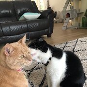 Home Owner wanting sitter in Gold Coast, New South Wales