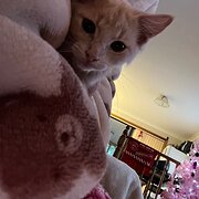 Home Owner wanting sitter in , New South Wales