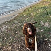 House Sitter - House Sitter Skye 