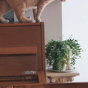 Home Owner wanting sitter in Newcastle , New South Wales