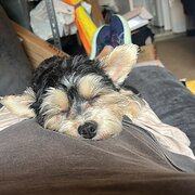 Home Owner wanting sitter in Newcastle, New South Wales