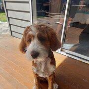 Home Owner wanting sitter in Melbourne, Victoria