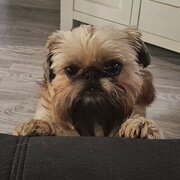 Home Owner wanting sitter in Coffs Harbour, New South Wales