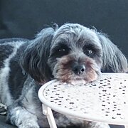 Home Owner wanting sitter in Brisbane , Queensland