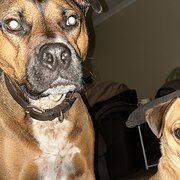 Home Owner wanting sitter in , Western Australia