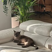 Home Owner wanting sitter in , Queensland