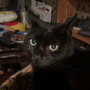 Home Owner wanting sitter in Perth, Western Australia