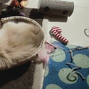 Home Owner wanting sitter in Perth, Western Australia