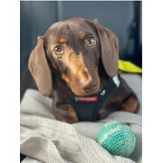 Home Owner wanting sitter in Hobart, Tasmania