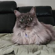 Home Owner wanting sitter in , New South Wales