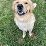 Home Owner wanting sitter in , Queensland