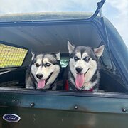 Home Owner wanting sitter in OCEAN GROVE, Victoria