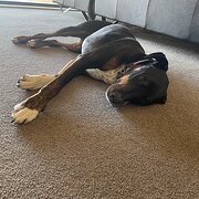 Home Owner wanting sitter in , Victoria