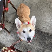 Home Owner wanting sitter in , New South Wales