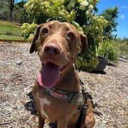 Home Owner wanting sitter in Sydney , New South Wales