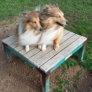 Home Owner wanting sitter in Mornington, Melbourne , Victoria