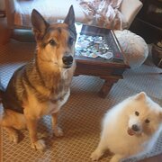 Home Owner wanting sitter in , New South Wales