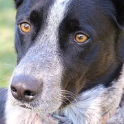 Home Owner wanting sitter in Caloundra, Queensland