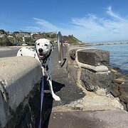 Home Owner wanting sitter in , Victoria