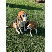 Home Owner wanting sitter in Nowra, New South Wales