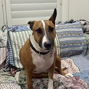 Home Owner wanting sitter in Campbelltown, New South Wales