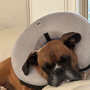 Home Owner wanting sitter in Melbourne , Victoria