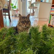 Home Owner wanting sitter in Sydney, New South Wales