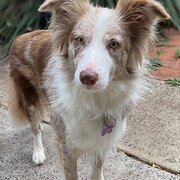 Home Owner wanting sitter in Wollongong , New South Wales