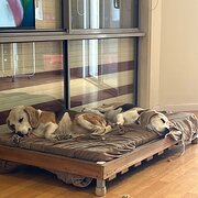 Home Owner wanting sitter in Yorketown , South Australia