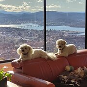 Home Owner wanting sitter in Hobart, Tasmania