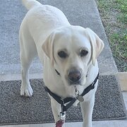 Home Owner wanting sitter in Sydney, New South Wales