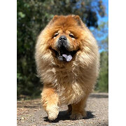 Home Owner wanting sitter in , Victoria