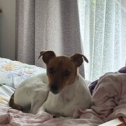 Home Owner wanting sitter in Warrnambool, Victoria