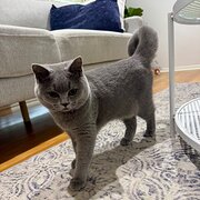 Home Owner wanting sitter in Newcastle, New South Wales