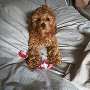 Home Owner wanting sitter in , Victoria