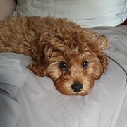 Home Owner wanting sitter in , Victoria