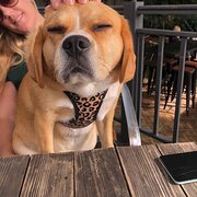 Home Owner wanting sitter in Sydney, New South Wales