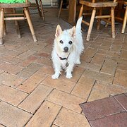 Home Owner wanting sitter in Maitland, New South Wales