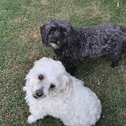 Home Owner wanting sitter in Brisbane , Queensland