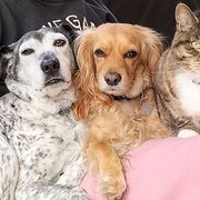 Home Owner wanting sitter in , New South Wales