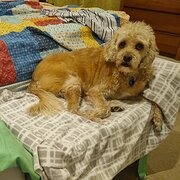 Home Owner wanting sitter in , Queensland