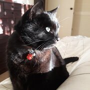 Home Owner wanting sitter in , Victoria